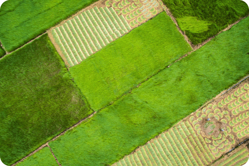 Mekong Delta’s Green Season