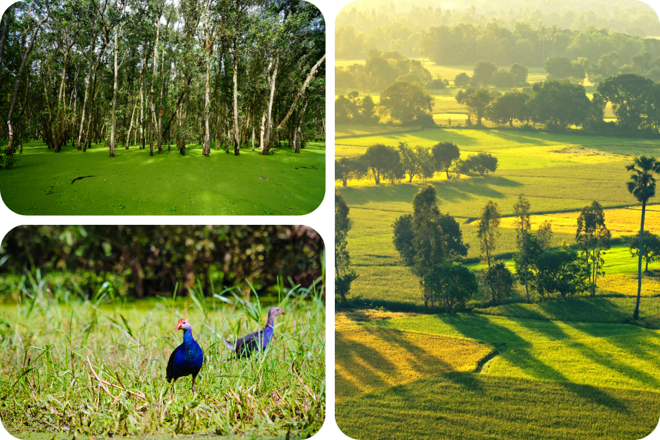 Discover the charm of the Mekong Delta’s Green Season